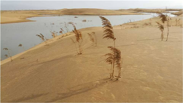 荒野——沙漠中的荒草 (引自網(wǎng)絡)