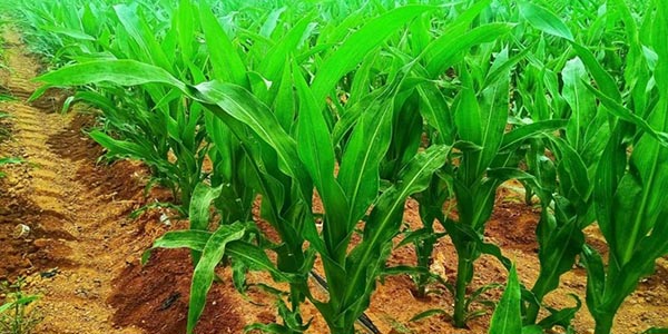  ?農(nóng)業(yè)咨詢與設(shè)計